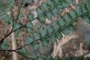 <strong>Adiantum hispidulum - Ramon, Laurence - 176</strong><br />© Ramon, Laurence